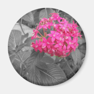 Imán La flor rosada