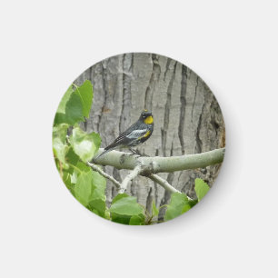 Imán La fotografía de la naturaleza bárbara de Audubon