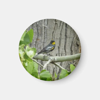 Imán La fotografía de la naturaleza bárbara de Audubon