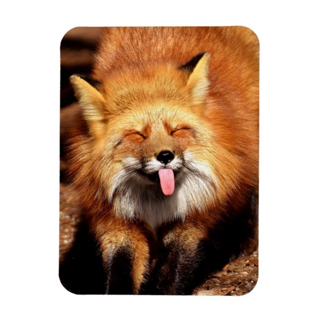 Imán La graciosa Fox pegando es lengua fuera (Vertical)