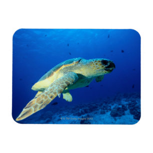 Imán La gran barrera de coral, Australia 2