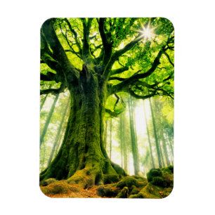 Imán La haya de Ponthus