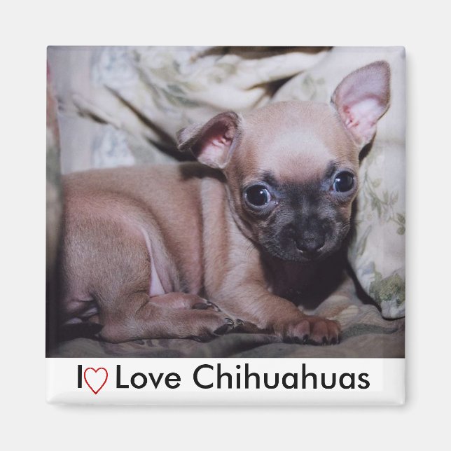 Imán La ilusión de Chihuahua Lover (Frente)
