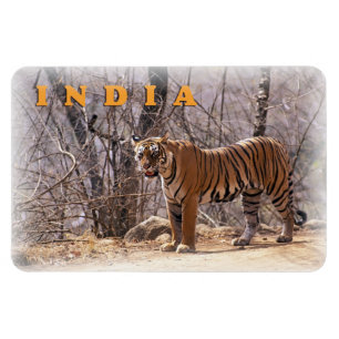 Imán La India