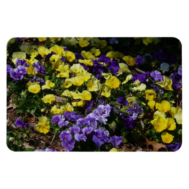 Imán La ladera de los Pansies morado y amarillo (Horizontal)