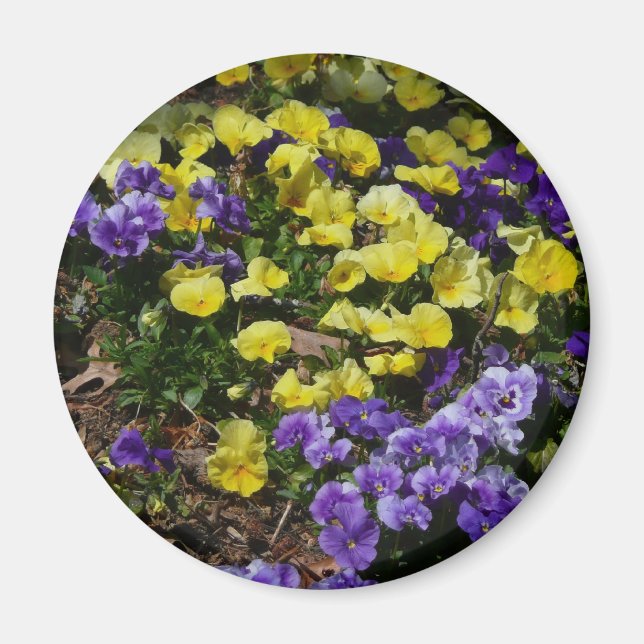 Imán La ladera de los Pansies morado y amarillo (Frente)