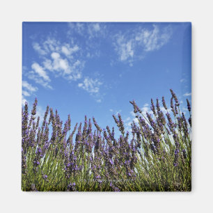 Imán La lavanda florece en campo en el cielo azul en