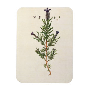 Imán La lavanda francesa, platea 241 'de un Herbal