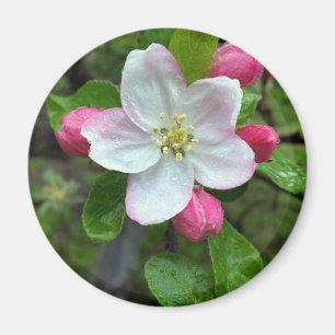 Imán La lluvia cae sobre la flor pequeña