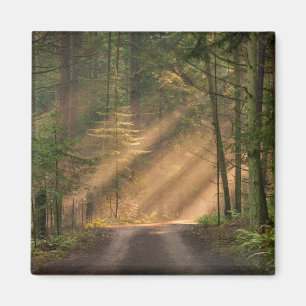 Imán La luz del sol brilla a través de un bosque