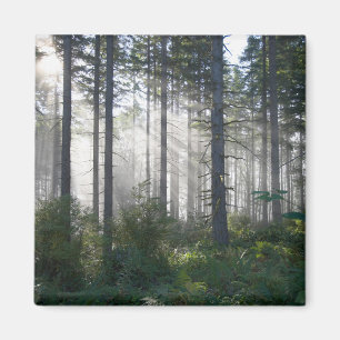 Imán La luz del sol se desliza por un bosque polvorient