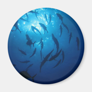 Imán La luz del sol y el atolón bajo el mar