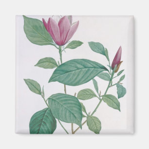 Imán La magnolia se decolora, grabado por Legrand
