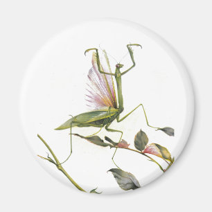 IMÁN LA MANTIS RELIGIOSA