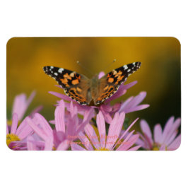 Imán La Mariposa Americana Clara Perennial Curtis 4x6