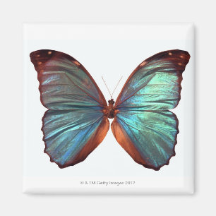 Imán La mariposa con las alas separó 2