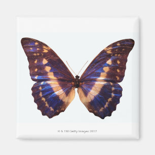 Imán La mariposa con las alas separó 3