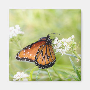 Imán La mariposa reina al sol en Milkweed