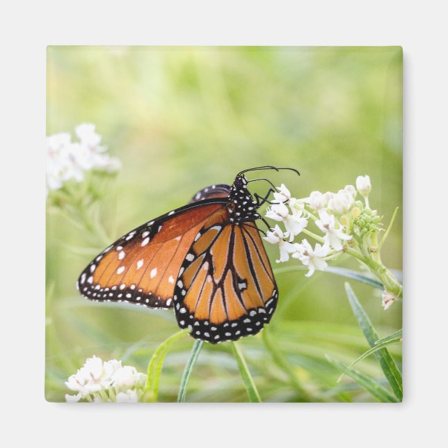 Imán La mariposa reina al sol en Milkweed (Frente)
