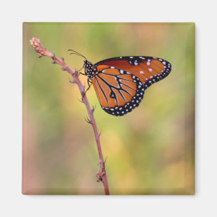 Imán La mariposa reina se deleita con la luz