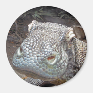 Imán La mirada de Komodo
