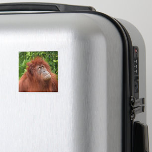 Imán La mirada reflexiva de Orangutan