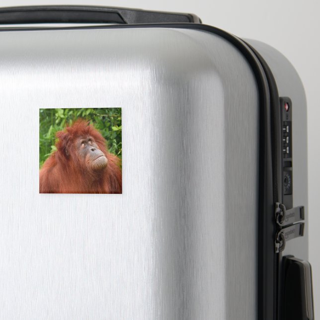 Imán La mirada reflexiva de Orangutan (In Situ (Equipaje))