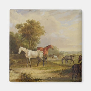 Imán La moda de los caballos: Un Stallion gris pastorea
