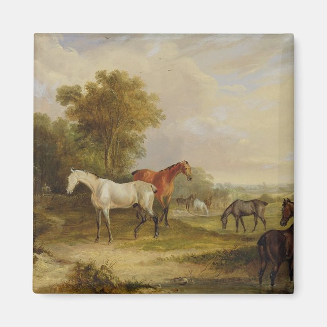 Imán La moda de los caballos: Un Stallion gris pastorea (Frente)