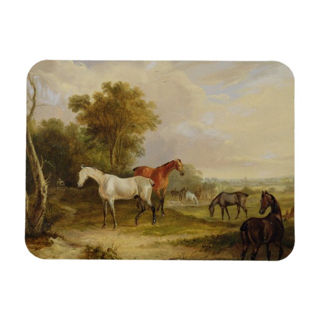 Imán La moda de los caballos: Un Stallion gris pastorea (Horizontal)