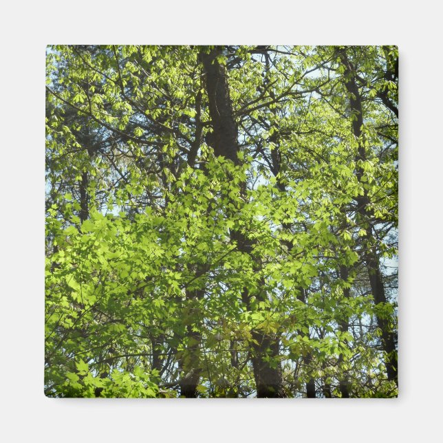 Imán La naturaleza de las hojas de arce de primavera (Frente)