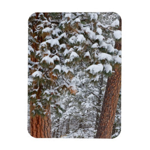 Imán La nieve llena las ramas de los pinos ponderosa
