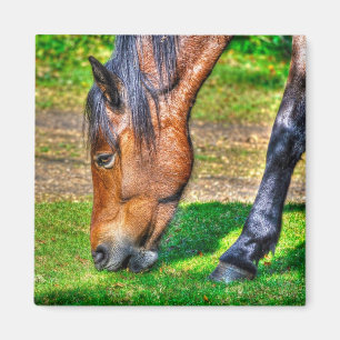 Imán La nueva vida silvestre de Pony Forest