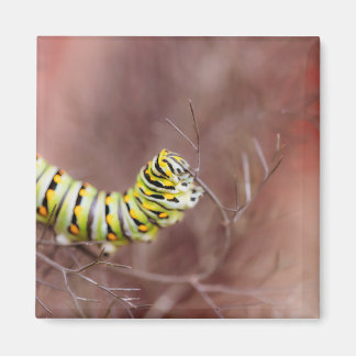 Imán La oruga de la hambruna