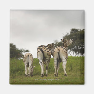 Imán La parte trasera de tres cebras, Sudáfrica