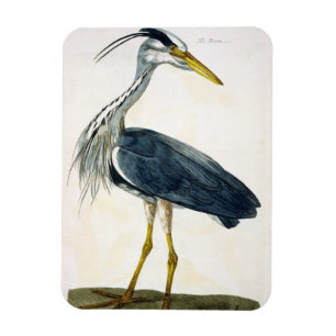 Imán La placa de la garza (Ardea cinerea) 'de los