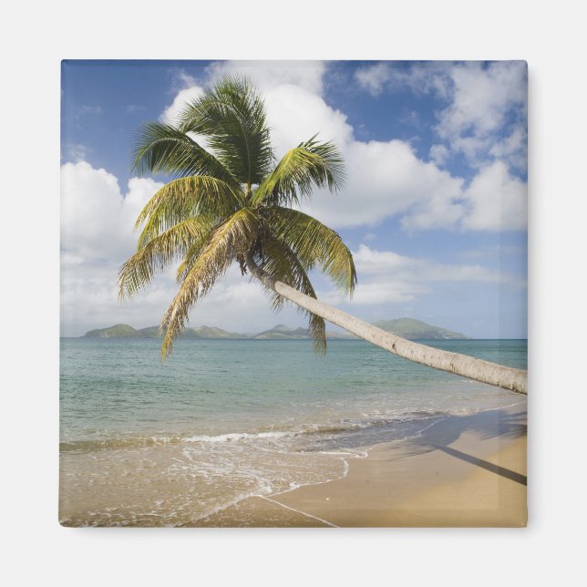 Imán La playa de Coconut Grove en Cades Bay, con St. (Frente)