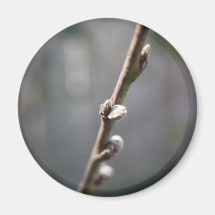 Imán La primavera está llegando