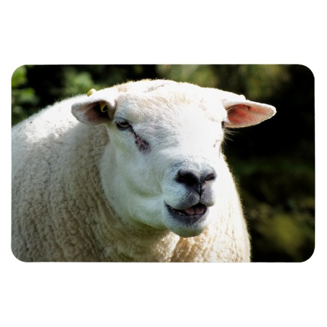 IMÁN LA RAM (Horizontal)