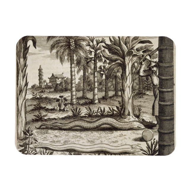 Imán La serpiente de piedra, de 'China ilustrada' por A (Horizontal)