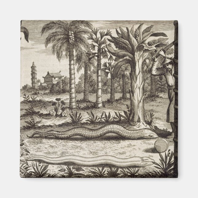 Imán La serpiente de piedra, de 'China ilustrada' por A (Frente)