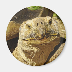Imán La sonrisa de la tortuga