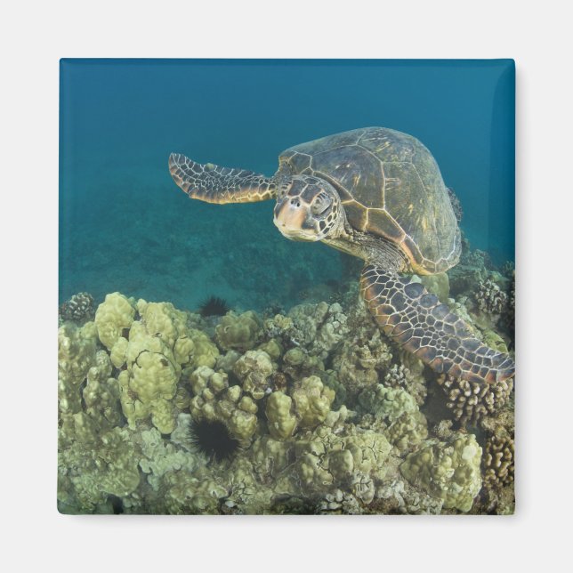 Imán La tortuga verde (Chelonia mydas) es la 2 (Frente)