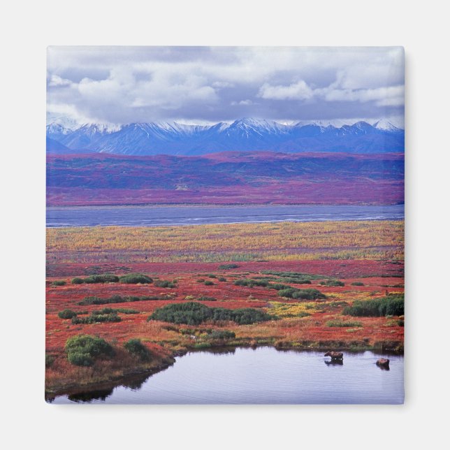 Imán La tundra del Parque Nacional Denali a finales (Frente)