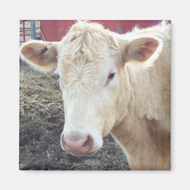 IMÁN LA VACA DE CAROLE (Frente)