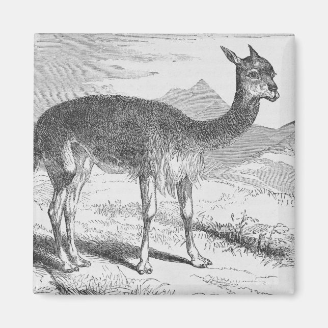 Imán La vicuna en el Río de Azufre (Frente)