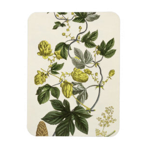 Imán La vid de salto, "de la persona de tierra firme