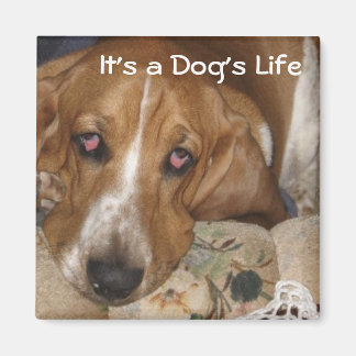 Imán La vida del perro