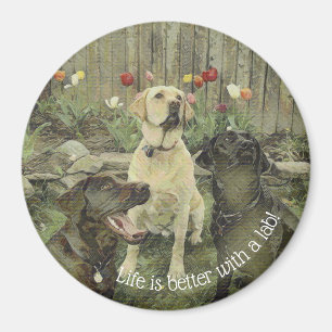 Imán La vida es mejor con un laboratorio