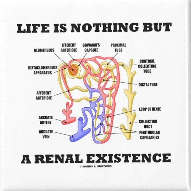 Imán La Vida No Es Más Que Una Existencia Renal (No need to be a nephrologist to enjoy wry anatomical & renal attitude with this life saying magnet!)